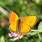 Dukaten-Feuerfalter, Männchen (Lycaena virgaurea) - Cuivré de la verge d'or, un mâle.