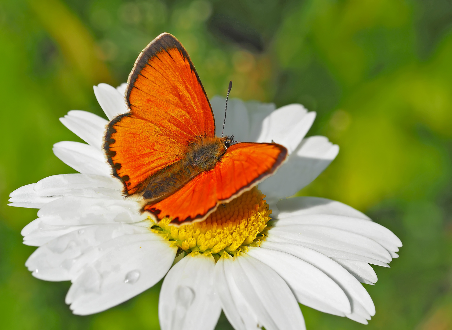 Dukaten-Feuerfalter, Männchen (Lycaena virgaurea) - Cuivré de la verge d'or, un mâle.