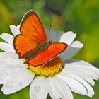 Dukaten-Feuerfalter, Männchen (Lycaena virgaurea) - Cuivré de la verge d'or, un mâle.