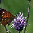 Dukaten-Feuerfalter Weibchen (Lycaena virgaureae)...