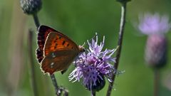 Dukaten-Feuerfalter Weibchen (Lycaena virgaureae)...