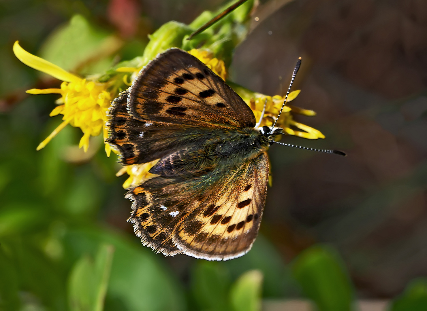 Dukaten Feuerfalter, Weibchen (Lycaena virgaureae) * - Le Cuivré de la Verge-d'or.