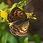 Dukaten Feuerfalter, Weibchen (Lycaena virgaureae) * - Le Cuivré de la Verge-d'or.