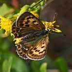 Dukaten Feuerfalter, Weibchen (Lycaena virgaureae) * - Le Cuivré de la Verge-d'or.