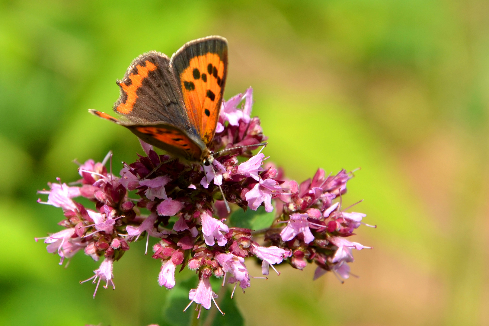 Dukatenfaler auf wilden Majoran (Origanum vulgare)