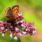 Dukatenfaler auf wilden Majoran (Origanum vulgare)