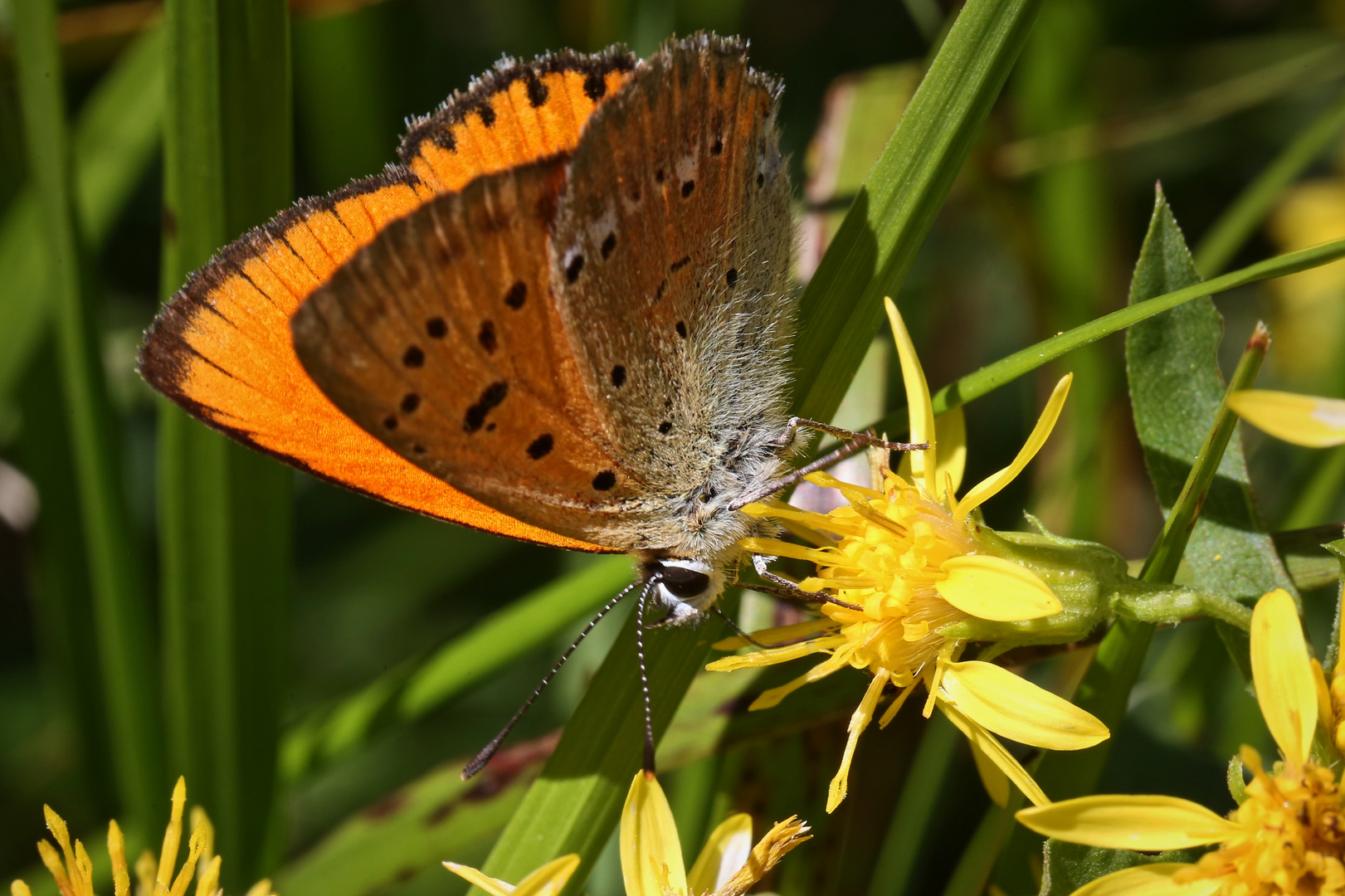 Dukatenfalter (2017_07_17_EOS 6D_4775_ji)