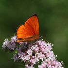 Dukatenfalter auf Baldrian Blüte