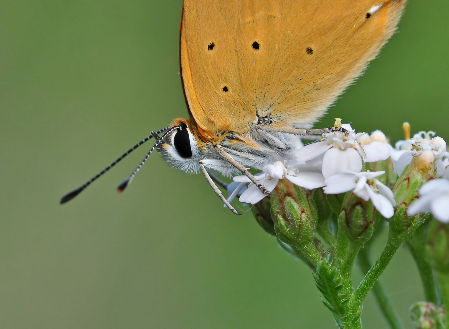 Dukatenfalter Detail