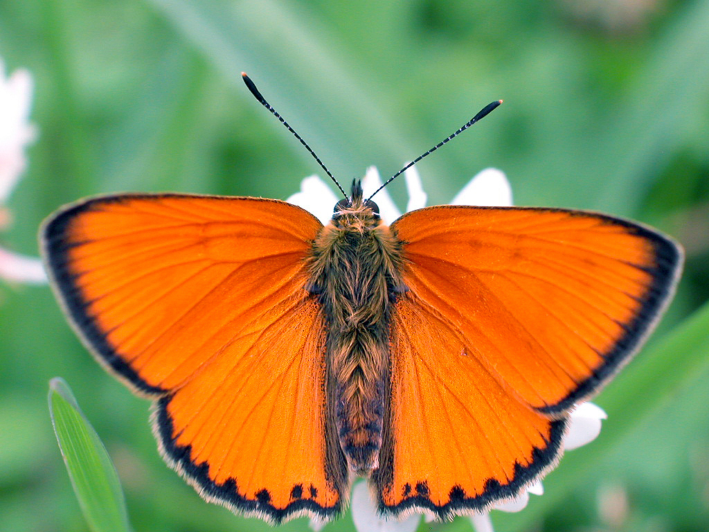 Dukatenfalter - Heodes Virgaureae - Harz