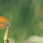 Dukatenfalter im Gegenlicht