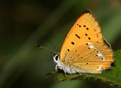 Dukatenfalter in der Seitenansicht