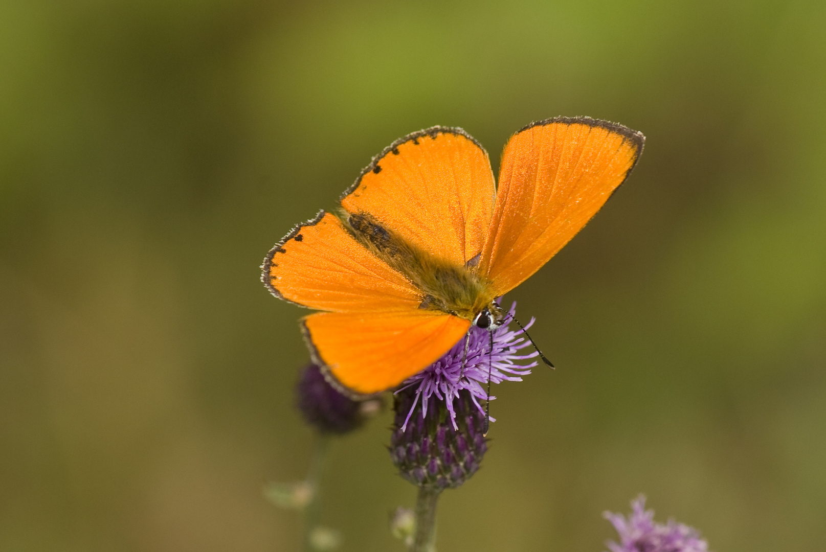 Dukatenfalter (Lycaena virgaurea), Männchen