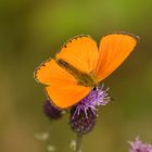 Dukatenfalter (Lycaena virgaurea), Männchen