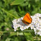 Dukatenfalter, Lycaena virgaureae