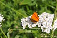 Dukatenfalter, Lycaena virgaureae