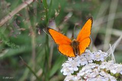 Dukatenfalter (Lycaena virgaureae)