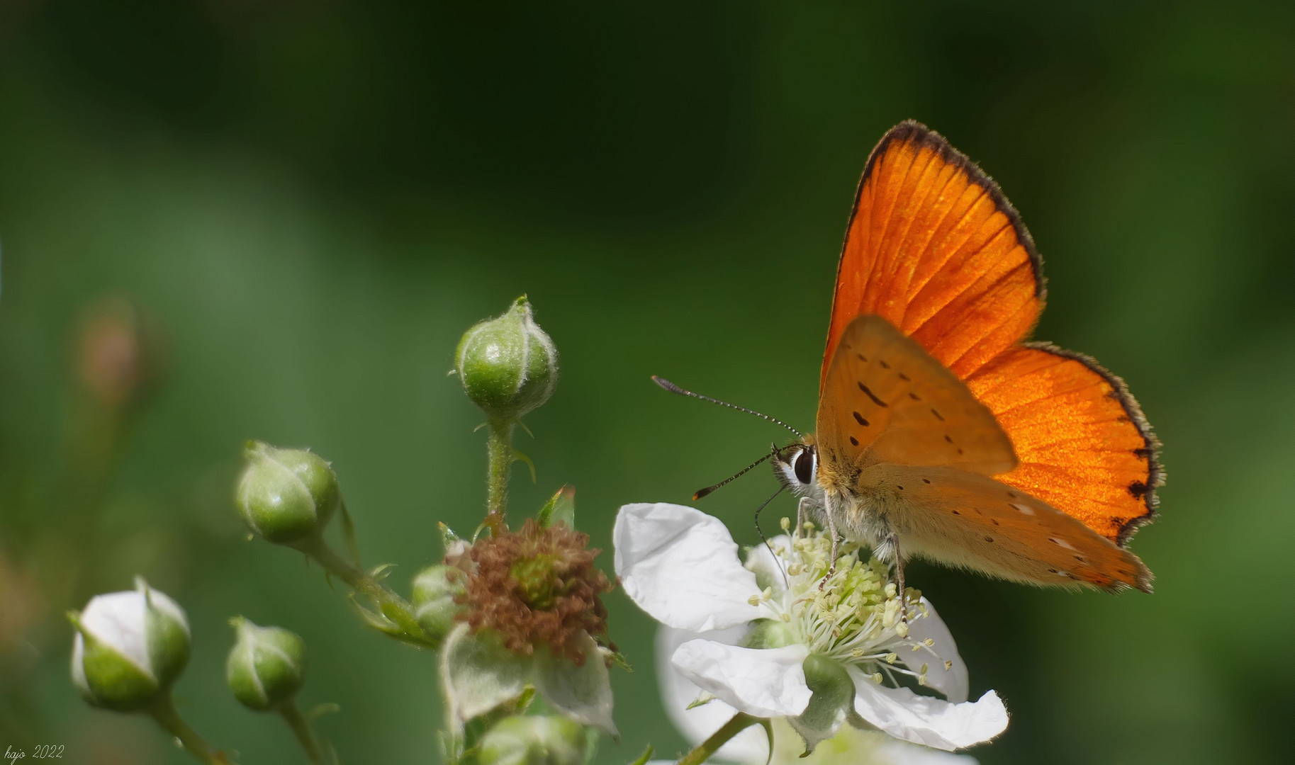 * Dukatenfalter (Lycaena virgaureae)*