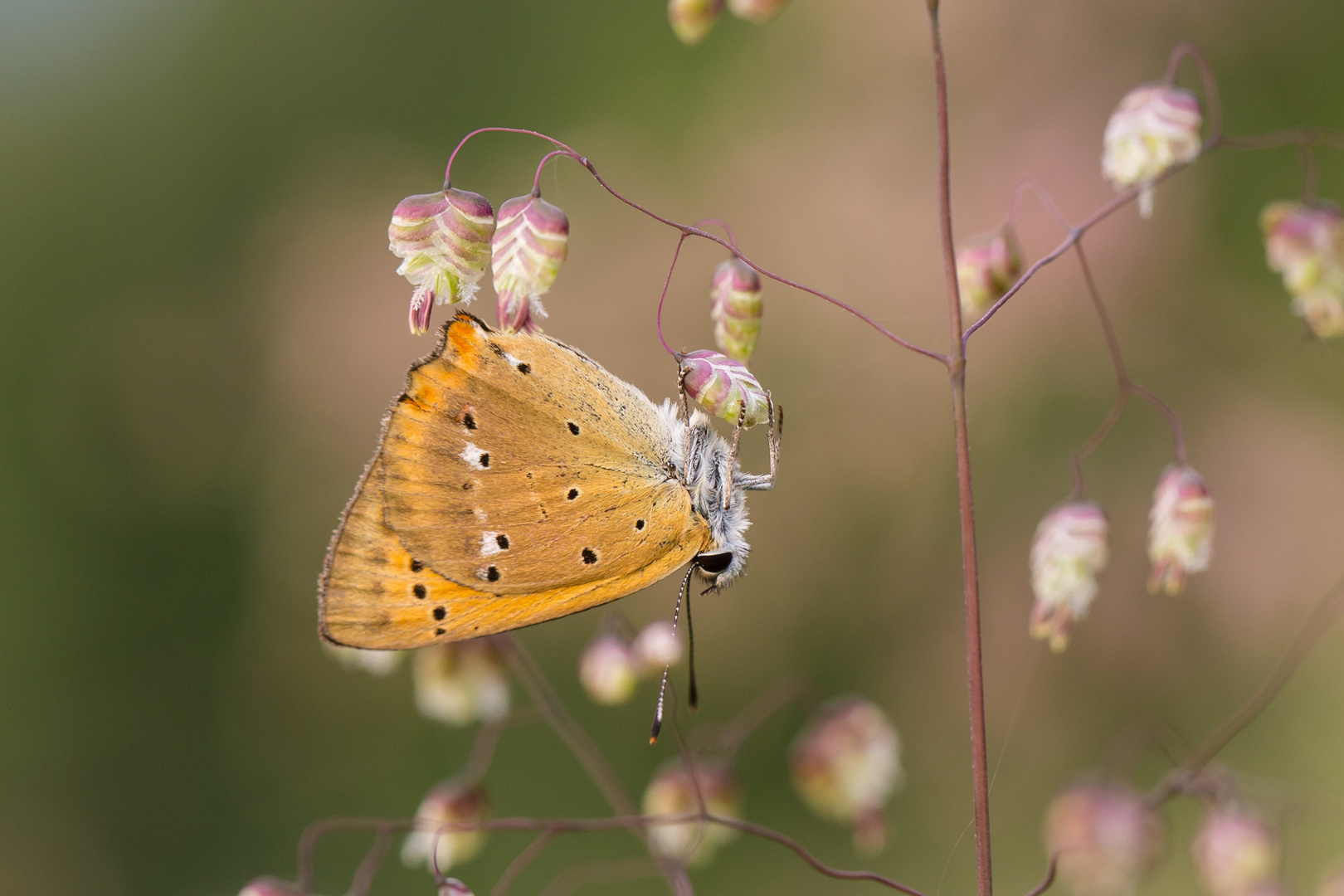 Dukatenfalter (Lycaena virgaureae)