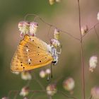 Dukatenfalter (Lycaena virgaureae)