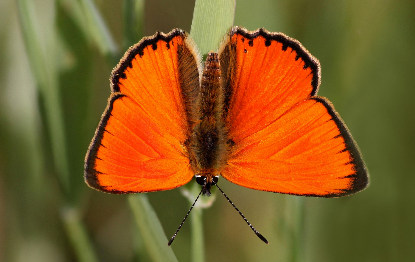 Dukatenfalter (Lycaena virgaureae)