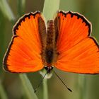 Dukatenfalter (Lycaena virgaureae)