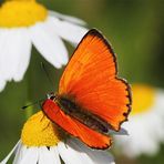 Dukatenfalter (Lycaena virgaureae)