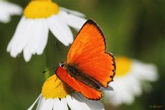 Dukatenfalter (Lycaena virgaureae)