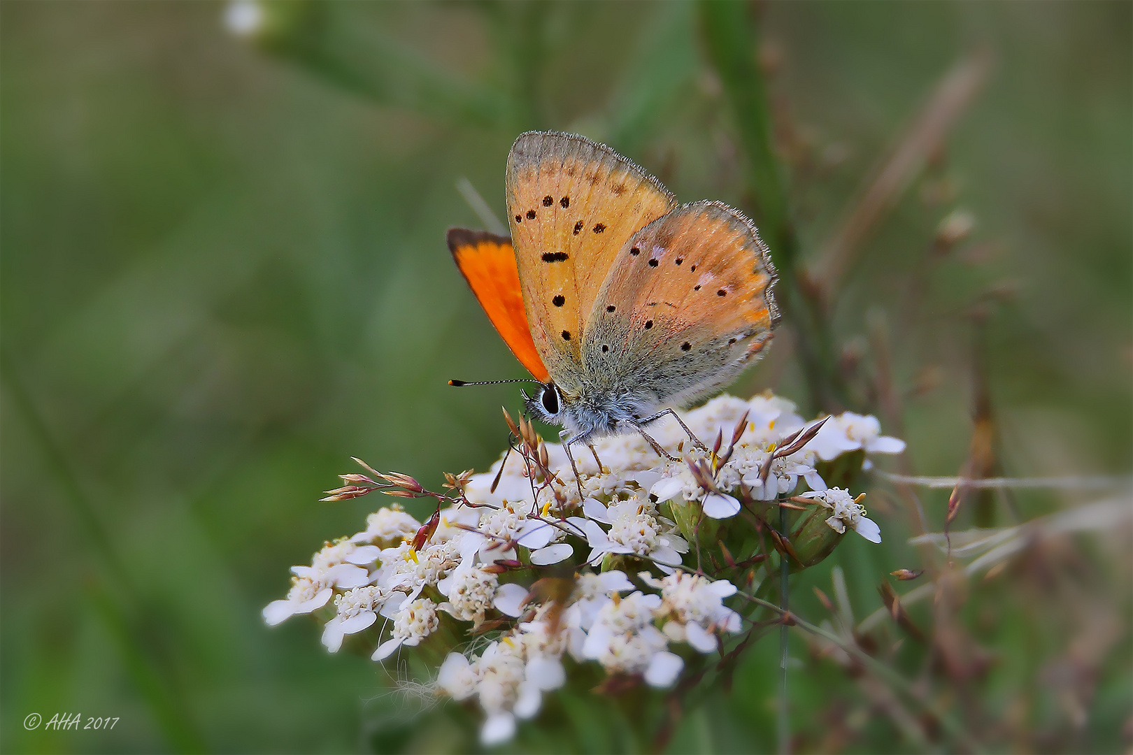 Dukatenfalter (Lycaena virgaureae)