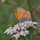 Dukatenfalter (Lycaena virgaureae)