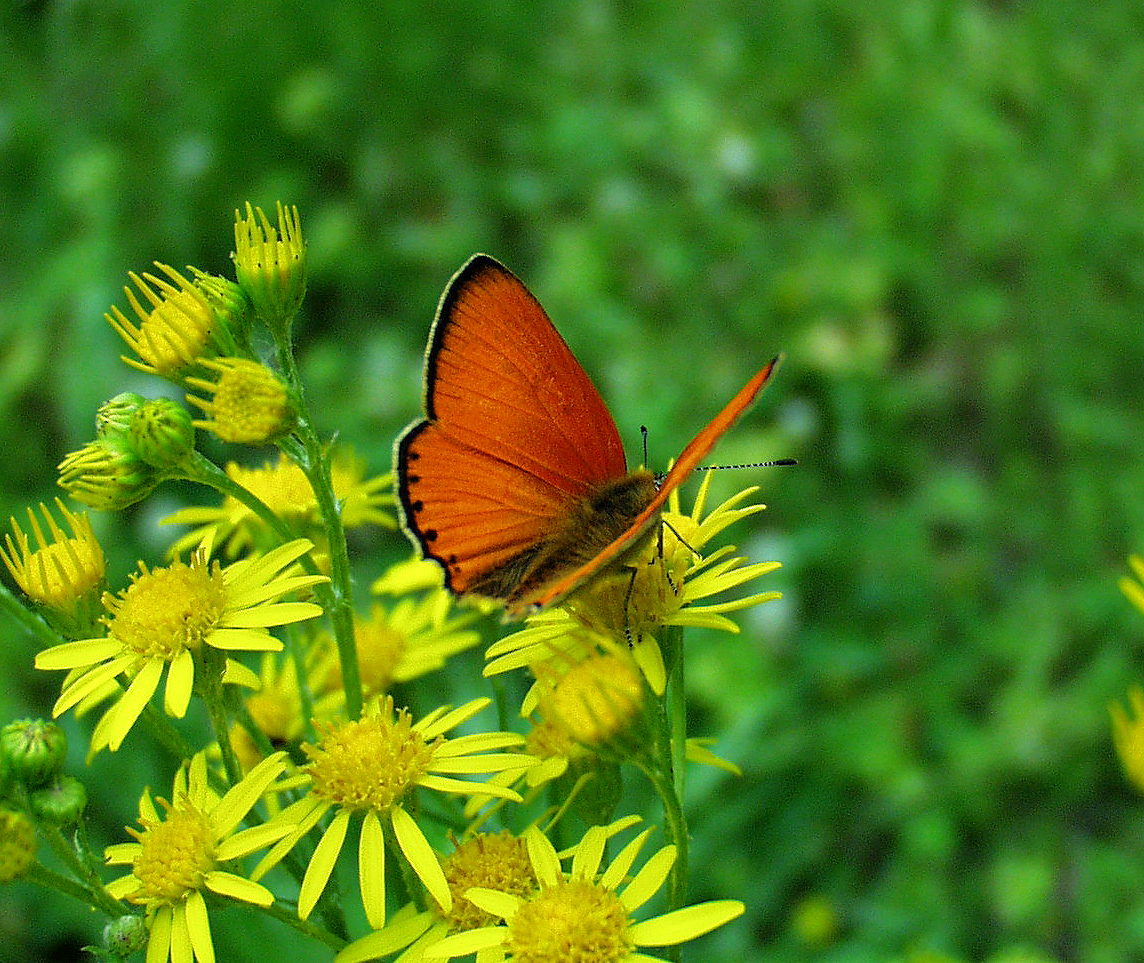 Dukatenfalter (Lycaena virgaureae).....