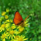 Dukatenfalter (Lycaena virgaureae).....