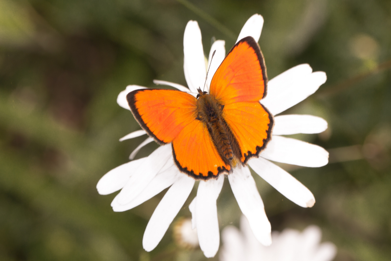 Dukatenfalter (Lycaena virgaureae)