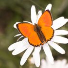 Dukatenfalter (Lycaena virgaureae)