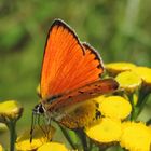 Dukatenfalter (Lycaena virgaureae)