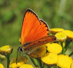 Dukatenfalter (Lycaena virgaureae)