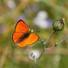 Dukatenfalter  (Lycaena virgaureae)