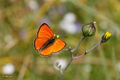 Dukatenfalter  (Lycaena virgaureae)