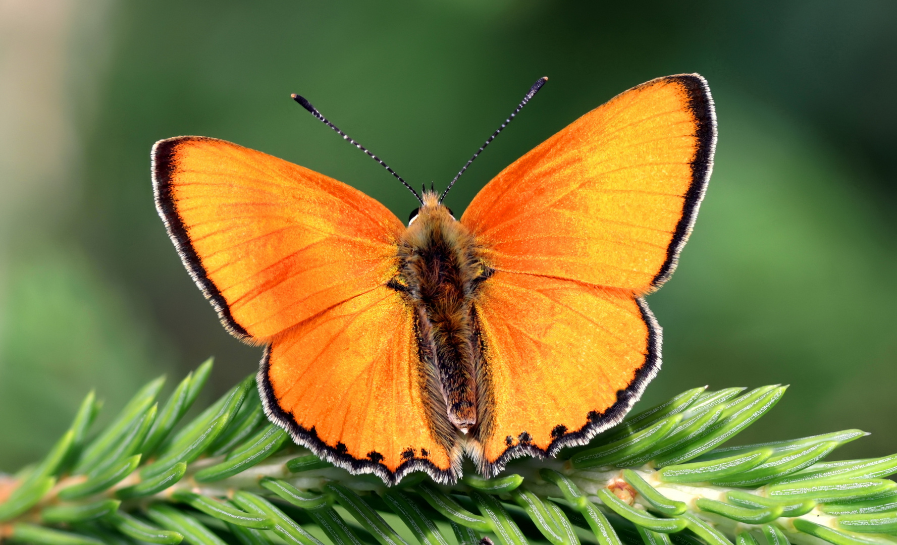 Dukatenfalter (Lycaena virgaureae)