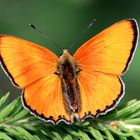 Dukatenfalter (Lycaena virgaureae)