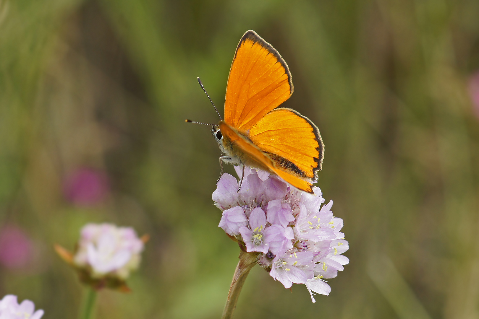 Dukatenfalter (Lycaena virgaureae), Männchen