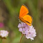 Dukatenfalter (Lycaena virgaureae), Männchen