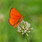 Dukatenfalter (Lycaena virgaureae), Männchen