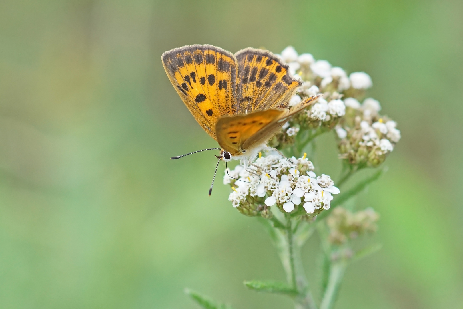 Dukatenfalter (Lycaena virgaureae), Weibchen