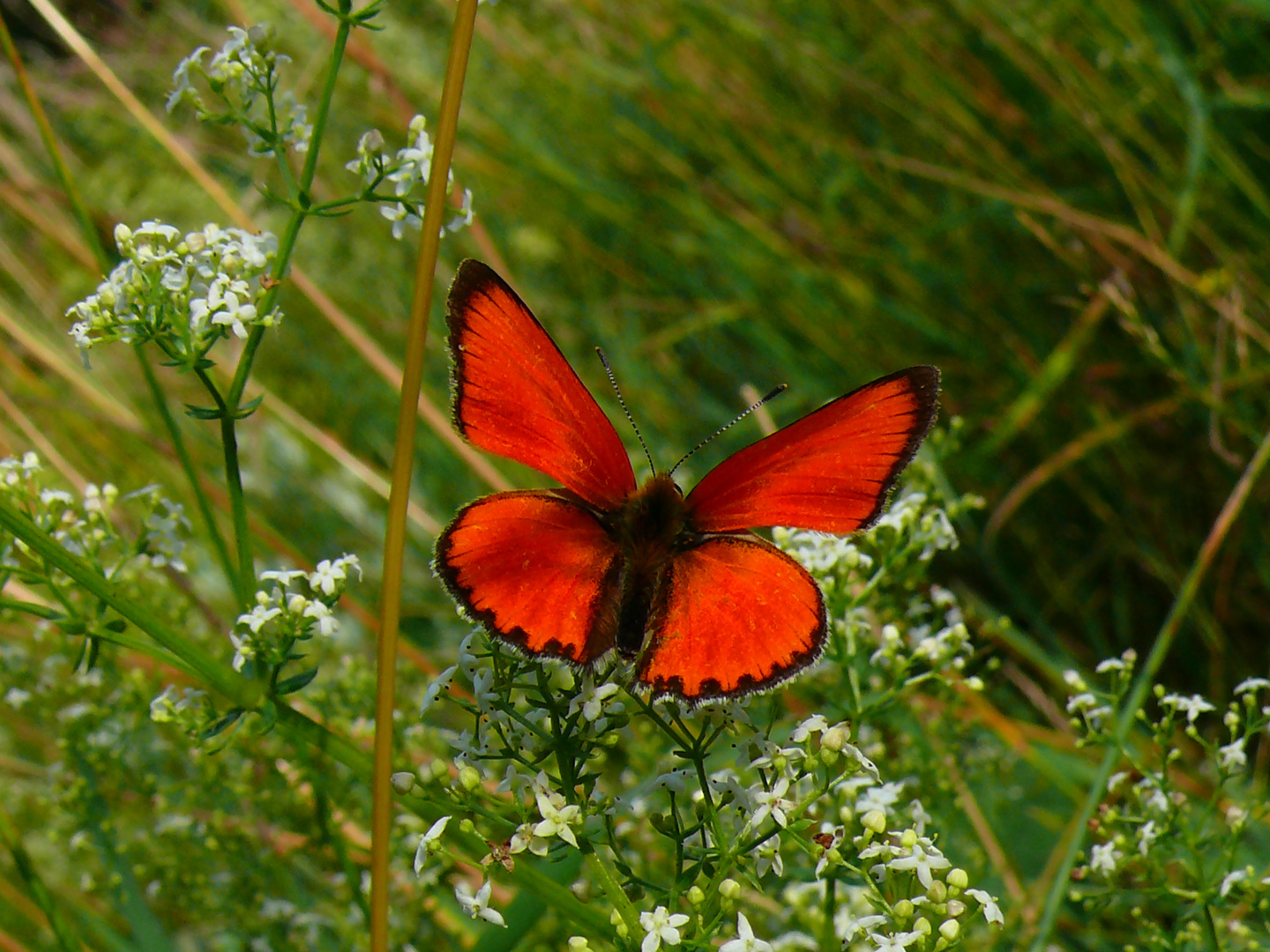 Dukatenfalter - Männchen - Heodes Virggaurea - Harz