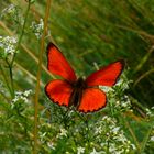 Dukatenfalter - Männchen - Heodes Virggaurea - Harz