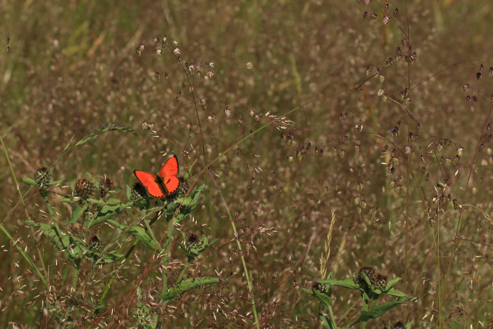 Dukatenfalter (Männchen) (Lycaena virgaureae). Ein Bläuling der nicht blau ist