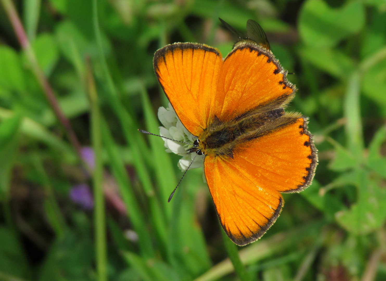   Dukatenfalter, männl., mit geöffneten Flügeln  auf weißer Kleeblüte