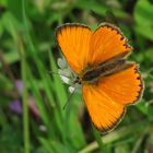   Dukatenfalter, männl., mit geöffneten Flügeln  auf weißer Kleeblüte