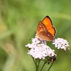  Dukatenfalter mit Käfer....